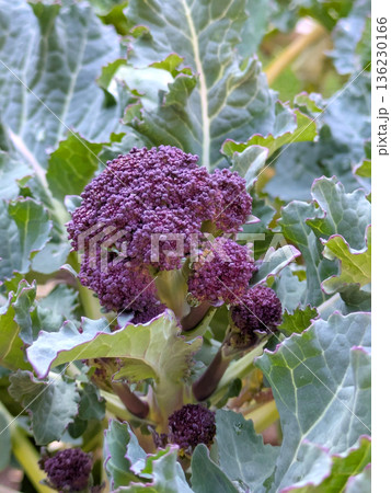 close up of a bunch of purple broccoli growing in a field of green leafy plant life close up of a bunch of purple broccoli growing in a field of green leafy plant life 136230166