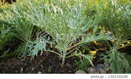 White Russian Kale in the garden 136230206