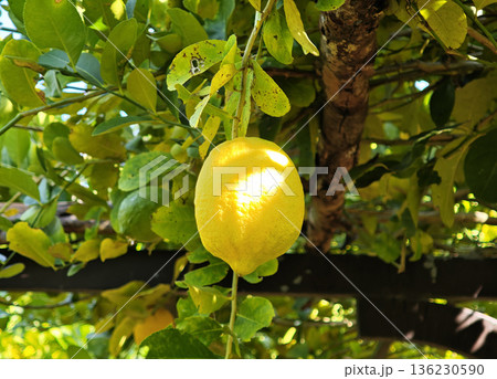 Yellow lemons in the garden 136230590