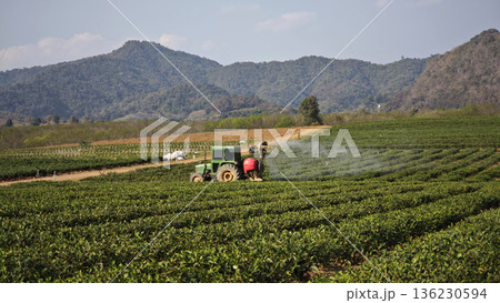 Tractor is spraying water in the green tea plantation. 136230594