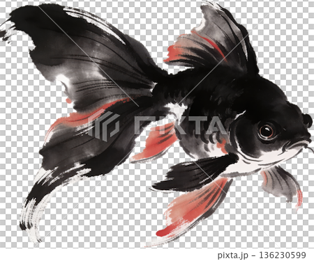 水面を泳ぐ金魚の和風イラスト背景素材 136230599