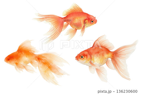 水面を泳ぐ金魚の和風イラスト背景素材 水面を泳ぐ金魚の和風イラスト背景素材 136230600