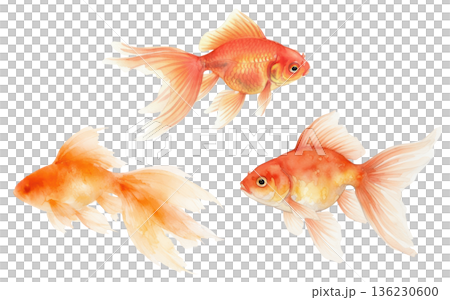 水面を泳ぐ金魚の和風イラスト背景素材 水面を泳ぐ金魚の和風イラスト背景素材 136230600
