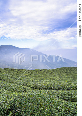 ティー 紅茶 茶 136230624