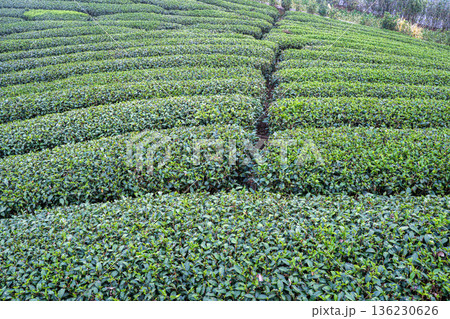 ティー 紅茶 茶 136230626