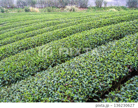ティー 紅茶 茶 136230627
