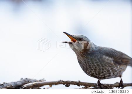 枝にとまり鳴くヒヨドリ 枝にとまり鳴くヒヨドリ 136230820