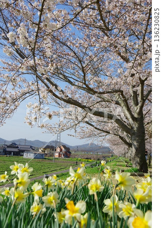 兵庫県小野市　おの桜つづみ回廊 136230825