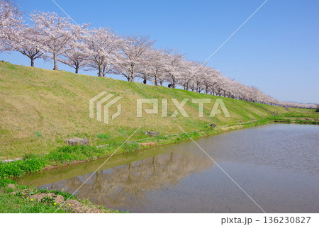 兵庫県小野市　おの桜つづみ回廊　 136230827