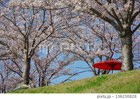 兵庫県小野市　おの桜つづみ回廊 136230828