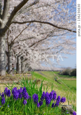 兵庫県小野市　おの桜つづみ回廊 136230830