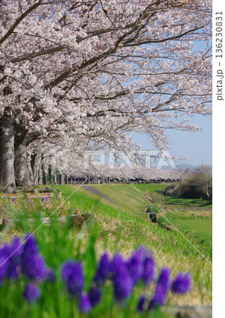 兵庫県小野市　おの桜つづみ回廊 136230831