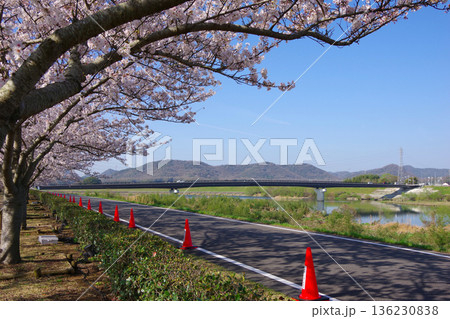 兵庫県小野市 おの桜つづみ回廊 兵庫県小野市 おの桜つづみ回廊 136230838