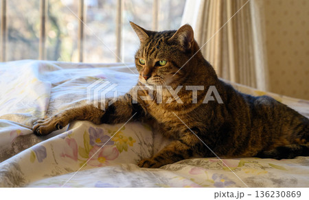 ベッドでくつろぐ猫 ベッドでくつろぐ猫 136230869