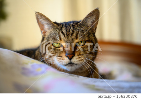 ベッドでじっと見つめる猫 136230870