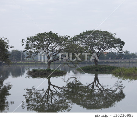 The Rain Tree (Samanea saman)On an island in the middle of the water. The Rain Tree (Samanea saman)On an island in the middle of the water. 136230983