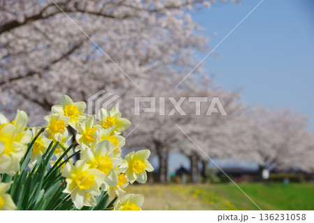 兵庫県小野市　おの桜つづみ回廊 136231058