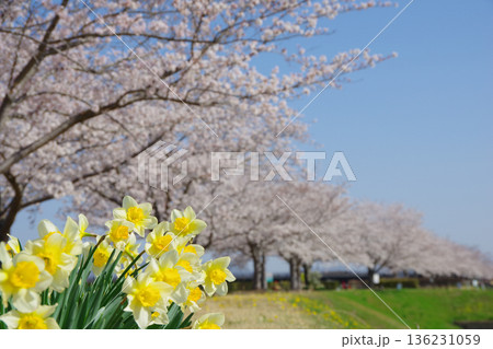 兵庫県小野市 おの桜つづみ回廊 兵庫県小野市 おの桜つづみ回廊 136231059
