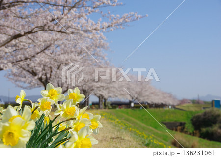 兵庫県小野市　おの桜つづみ回廊 136231061