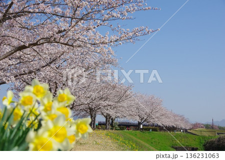 兵庫県小野市 おの桜つづみ回廊 兵庫県小野市 おの桜つづみ回廊 136231063