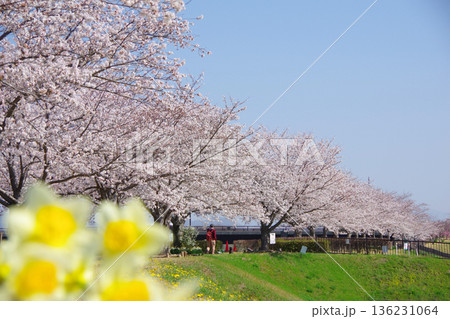 兵庫県小野市 おの桜つづみ回廊 兵庫県小野市 おの桜つづみ回廊 136231064