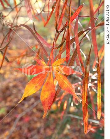 紅葉したカエデの葉 136231145