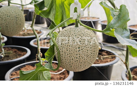 Melon plant growing in organic garden 136231146