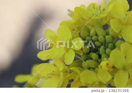 冬(1月)の庭に咲く早咲きの黄色い菜の花 冬(1月)の庭に咲く早咲きの黄色い菜の花 136231168
