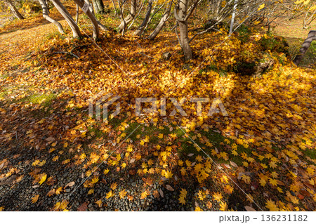 佐渡の紅葉山公園 136231182
