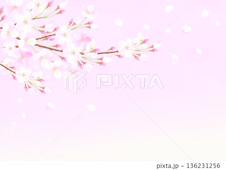 満開の桜のイラスト背景 136231256