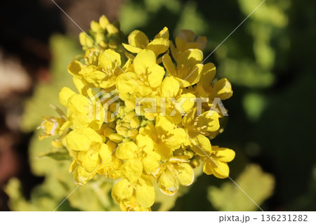 冬（1月）の庭に咲く黄色い菜の花 136231282