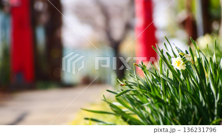 神社の赤い鳥居と水仙の花 神社の赤い鳥居と水仙の花 136231796