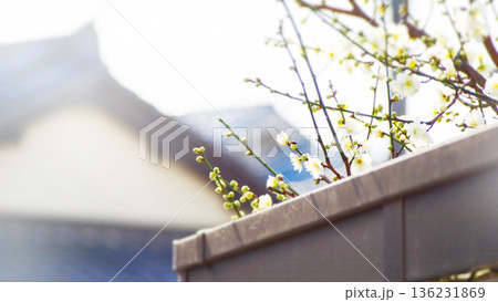 ほころびはじめた梅の花 136231869