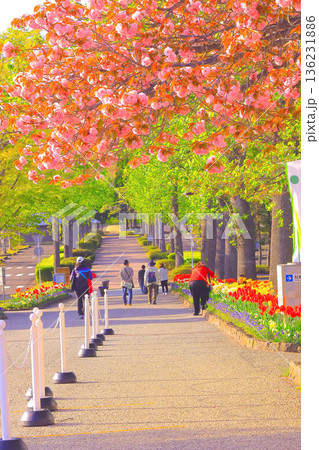満開の八重桜と新緑の並木道を彩るチューリップ 満開の八重桜と新緑の並木道を彩るチューリップ 136231886