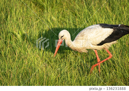 A white stork looks for food in the grass 136231888