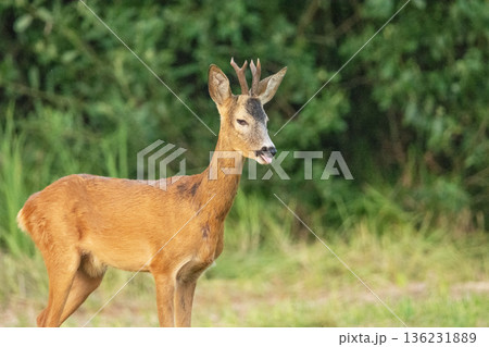 Close-up of a young male roe deer 136231889