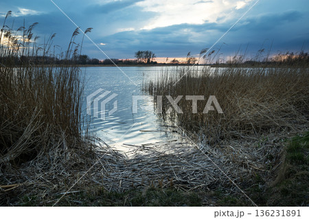 A moody evening view of the lake shore with tall grasses 136231891