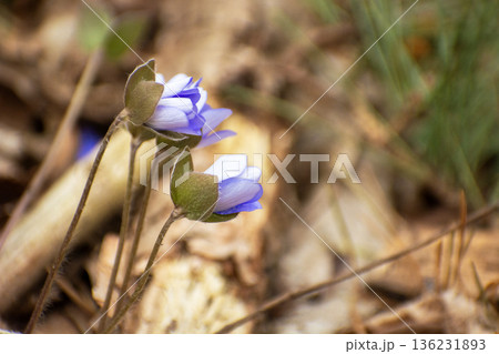 Close-up of spring hepatica flowers Close-up of spring hepatica flowers 136231893