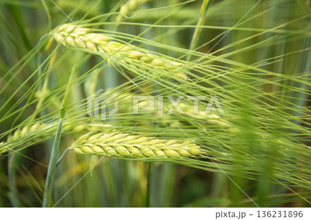 Close-up of green ears of grain Close-up of green ears of grain 136231896