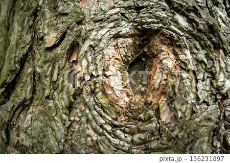 Close-up of a tree with a hole Close-up of a tree with a hole 136231897