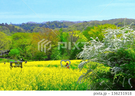 黄色い菜の花と白いユキヤナギ 136231918