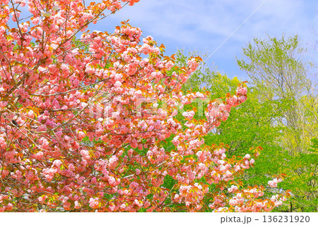 満開の八重桜と新緑の若葉 満開の八重桜と新緑の若葉 136231920
