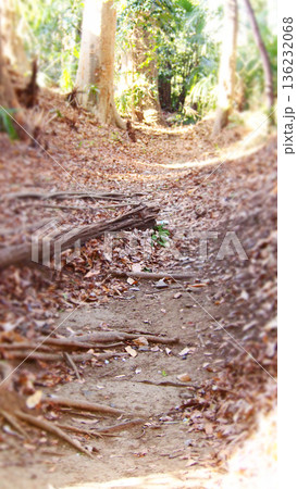 晴れた日の雑木林の様子 136232068