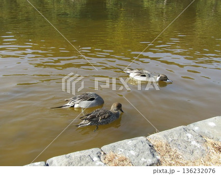 稲毛海浜公園浜の池に来た冬の渡り鳥オナガガモ 稲毛海浜公園浜の池に来た冬の渡り鳥オナガガモ 136232076