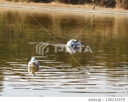 稲毛海浜公園浜の池に来たユリカモメとオナガガモ 稲毛海浜公園浜の池に来たユリカモメとオナガガモ 136232079