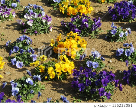 花の美術館前庭花壇のビオラ花 136232081