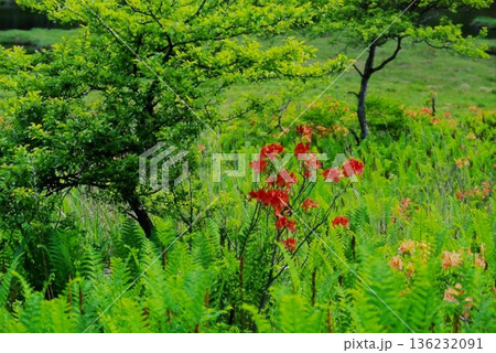 赤城山の新緑とレンゲツツジ|初夏の高原に咲く赤い花の自然風景 赤城山の新緑とレンゲツツジ|初夏の高原に咲く赤い花の自然風景 136232091