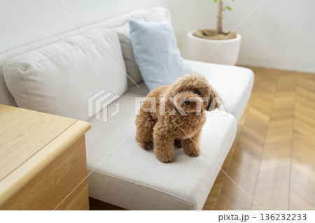 ソファに座ったトイプードル(5歳の男の子) ソファに座ったトイプードル(5歳の男の子) 136232233