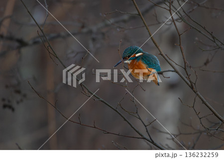 There is a Common Kingfisher on the branch. 136232259