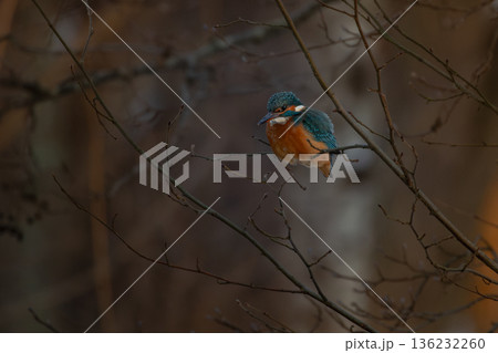 There is a Common Kingfisher on the branch. 136232260